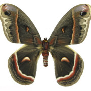 003-cecropia-moth1